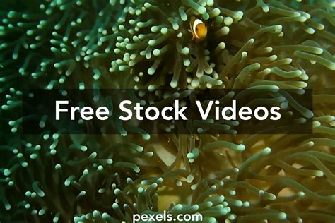 exotic 4k videos|318+ Free Exotic 4K & HD Stock Videos